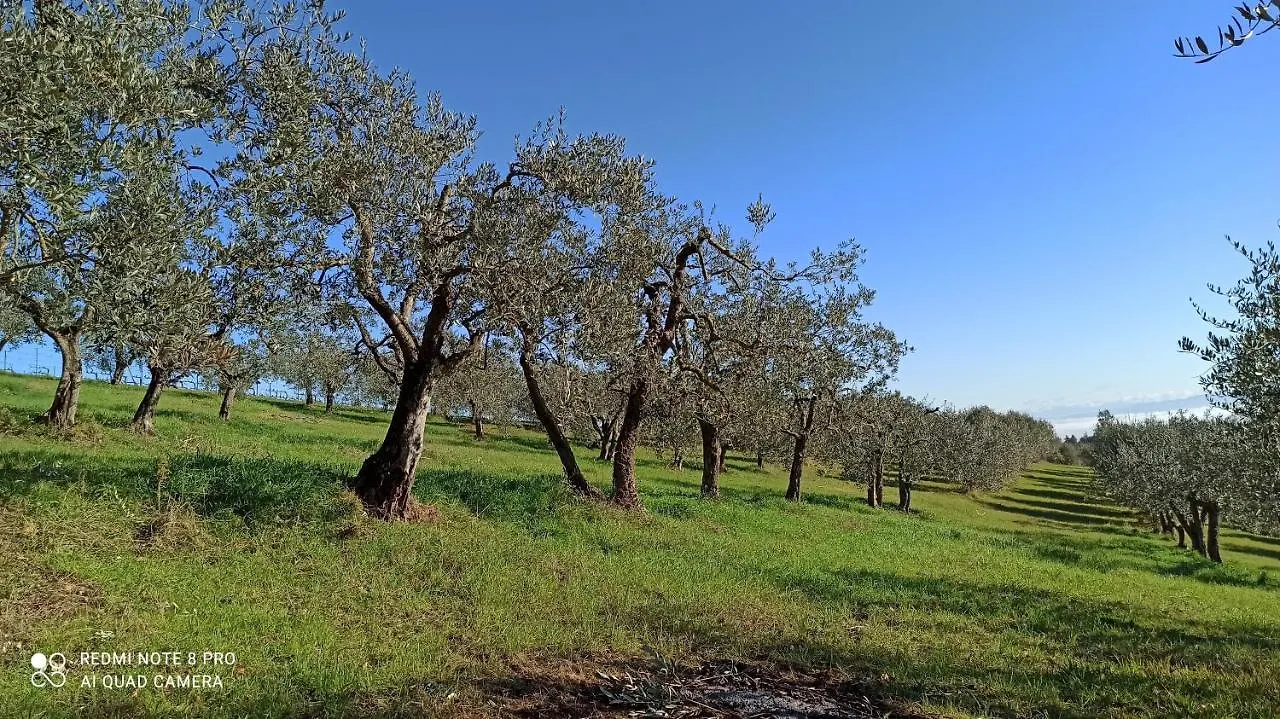 Rocca Degli Olivi Bed & Breakfast San Gimignano Italy