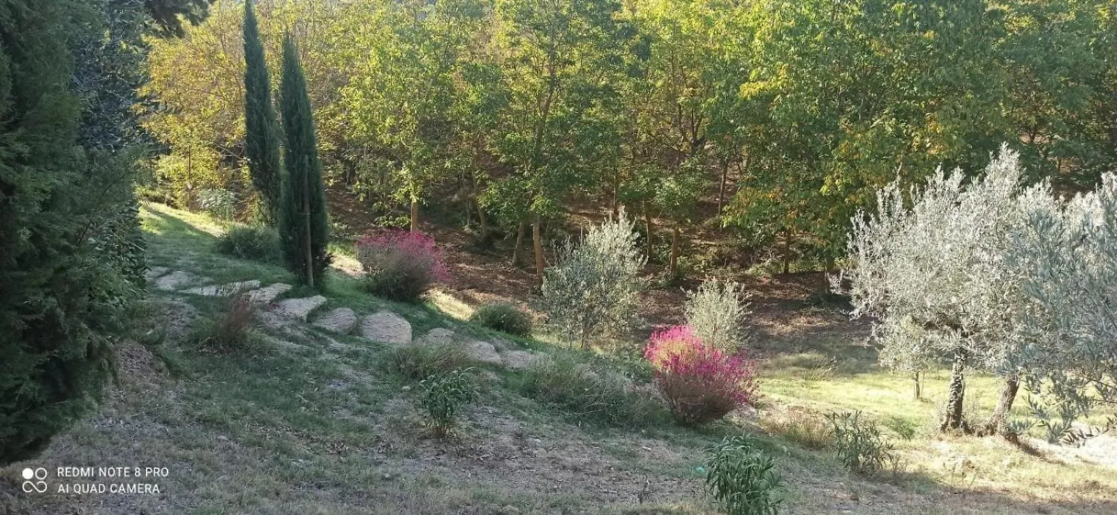 Rocca Degli Olivi Bed & Breakfast San Gimignano